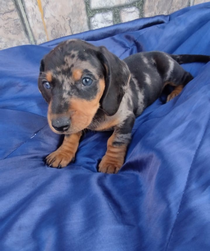 Arlequin Black & Tan