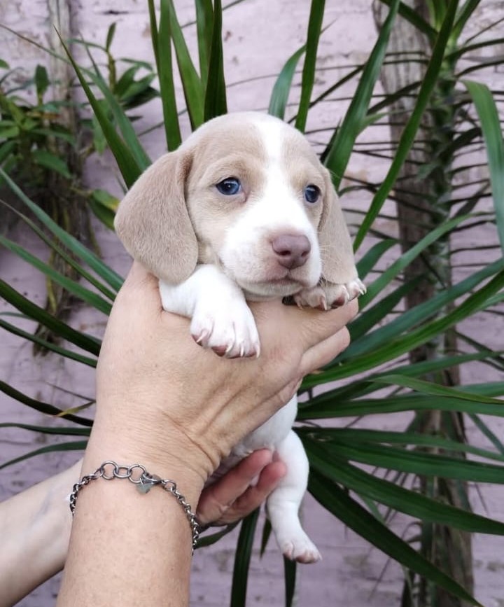 Piebald Isabella
