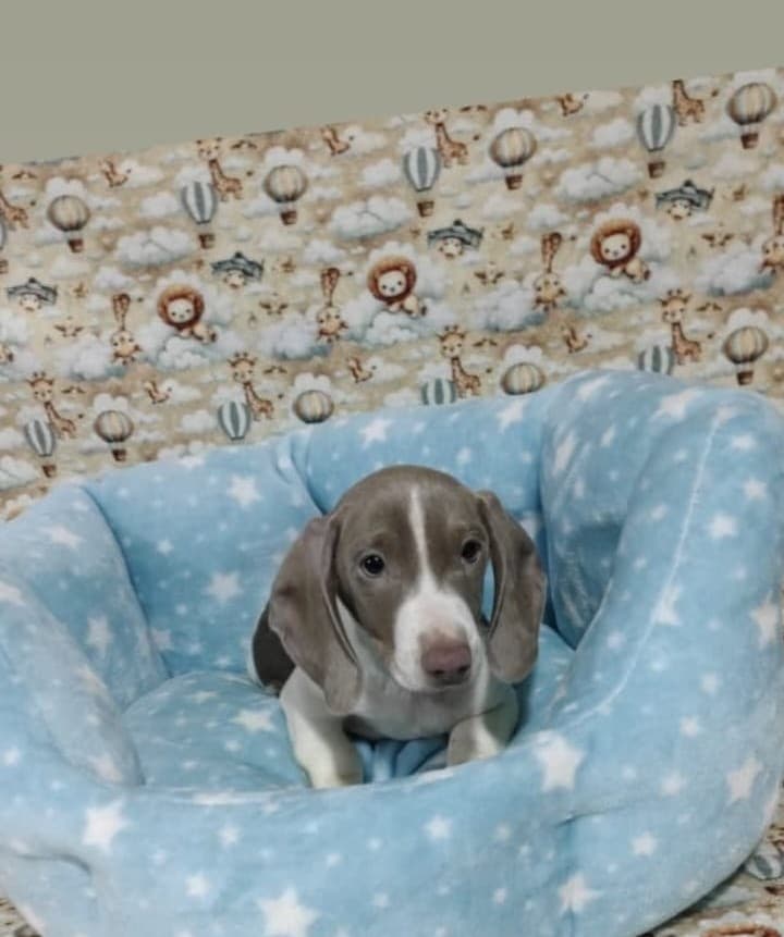 Piebald Isabella