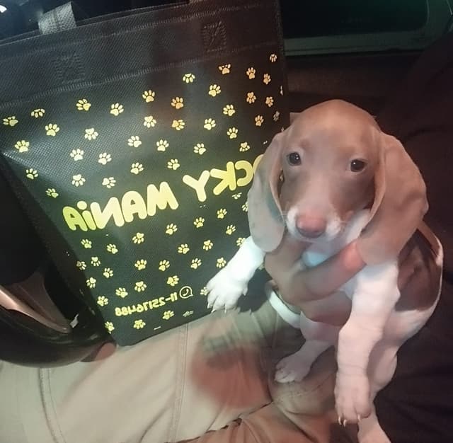 Piebald Isabella