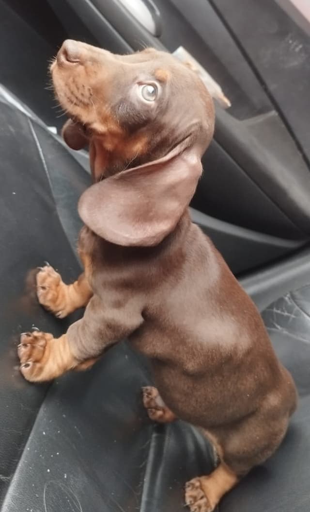 Chocolate & Tan