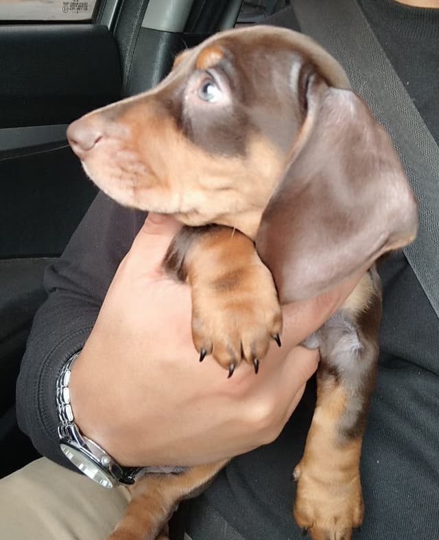 Chocolate & Tan