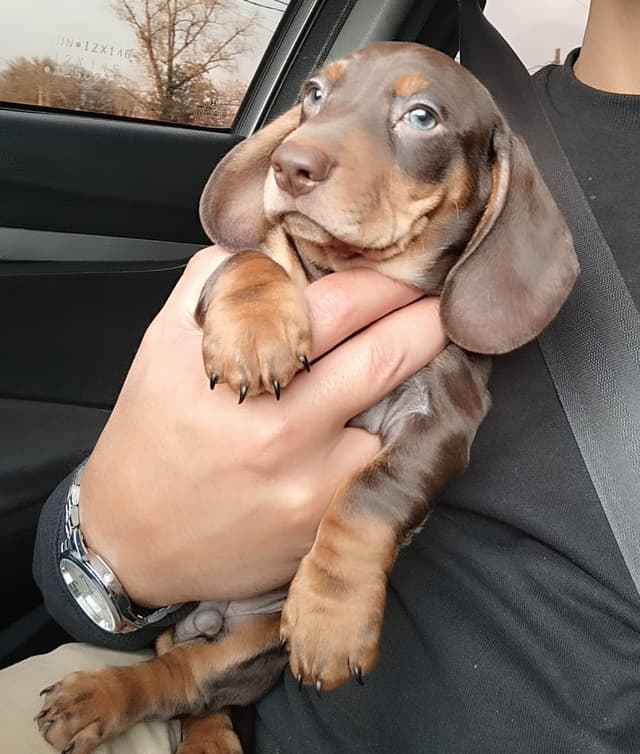 Chocolate & Tan