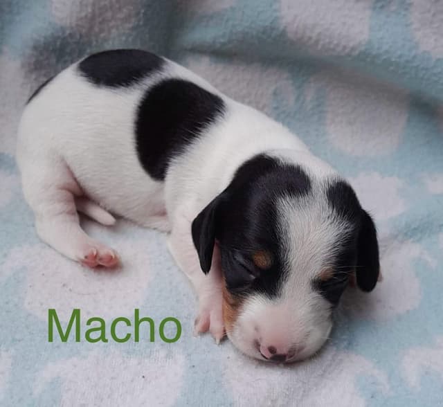 Piebald Black