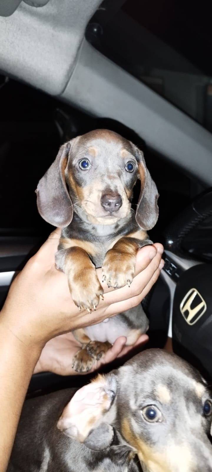 Cachorro 3